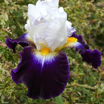 Iris germanica Noctambule