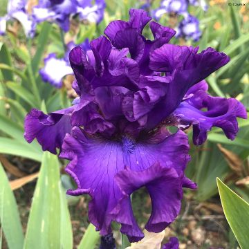 Iris germanica Oh! Susannah