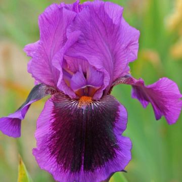 Iris germanica Pagan Dance