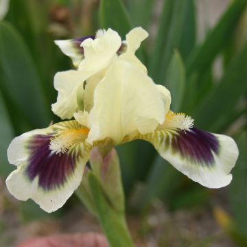 Iris germanica Petit Bijou