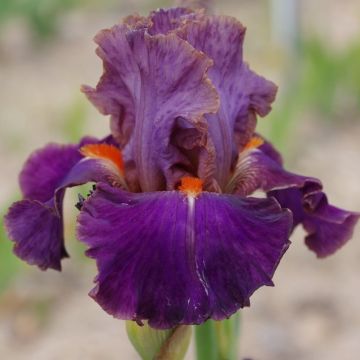 Iris germanica Plaisantin