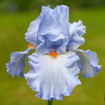 Iris germanica Princesse Caroline de Monaco