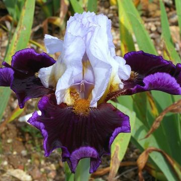 Iris germanica Profond Mystère