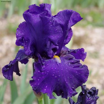 Iris germanica Profond Soupir