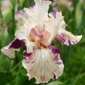 Iris germanica Raspberry Silk