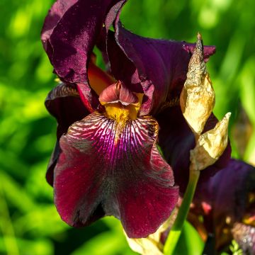 Iris germanica Red Orchid