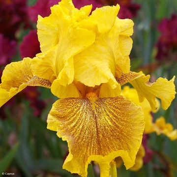 Iris germanica Rio de Oro