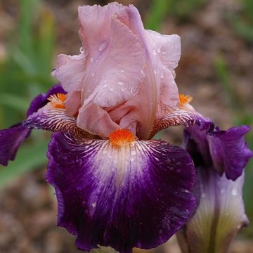 Iris germanica Robe du soir