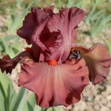 Iris germanica Rouge de Plaisir