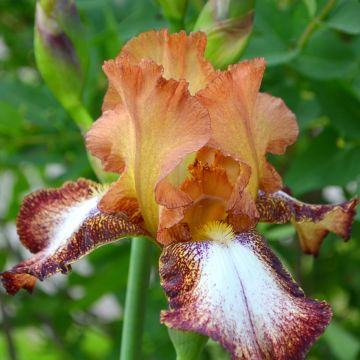 Iris germanica Siva Siva