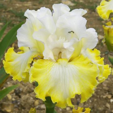 Iris germanica Smiling Faces