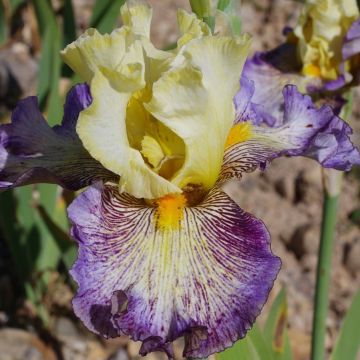 Iris germanica Sorcellerie