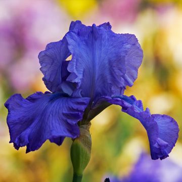 Iris germanica Storm Center