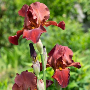 Iris germanica Sultan's Palace