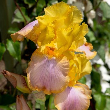 Iris germanica Sunset Sky