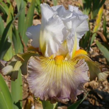 Iris germanica Sur la plage