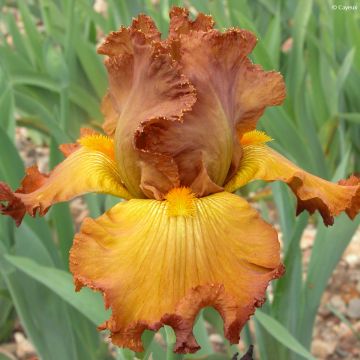 Iris germanica Tabac Blond