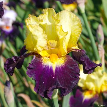 Iris germanica Tel Arlequin