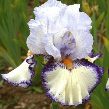 Iris germanica Urluberlu