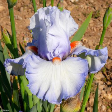 Iris germanica Waterline