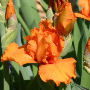 Iris germanica Poil De Carotte