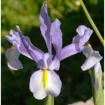 Iris hollandica King Mauve - Iris de Holanda