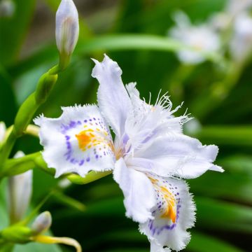 Iris japonica - Lirio japonés