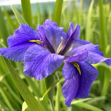 Iris laevigata Latour Marliac - Iris de oreja de conejo