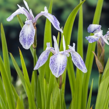 Iris laevigata Mottled Beauty - Iris de oreja de conejo