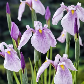 Iris laevigata Rose Queen - Iris de oreja de conejo