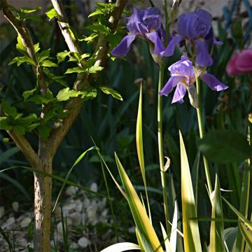 Iris pallida Variegata