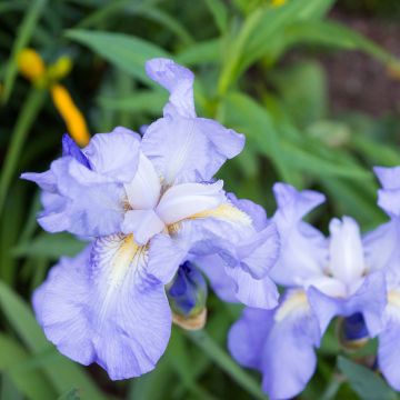 Iris pigmeo​ Blue Denim - Iris pumila