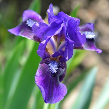 Iris pigmeo​ Brannigan - Iris pumila