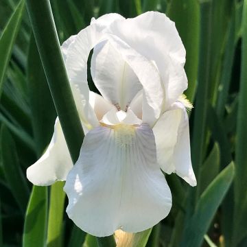 Iris pigmeo​ Bright White - Iris pumila