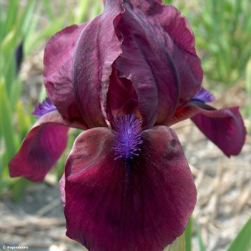 Iris pigmeo​ Cherry Garden - Iris pumila