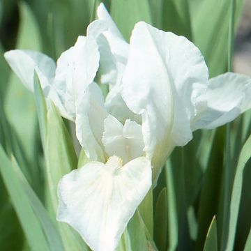 Iris pigmeo​ Crispy - Iris pumila