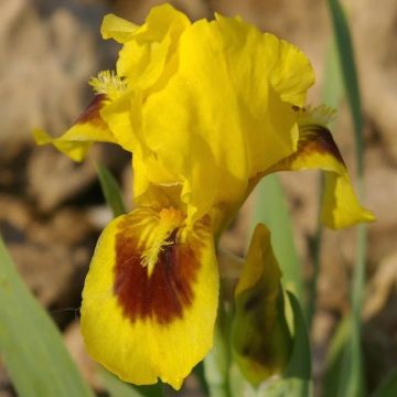 Iris pigmeo​ Curio - Iris pumila