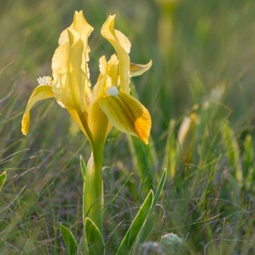 Iris pigmeo​ Yellow - Iris pumila