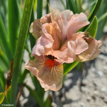 Iris pigmeo​ LA Ballet - Iris pumila