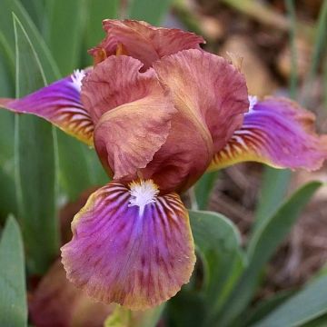 Iris pigmeo​ Wee Harry - Iris pumila