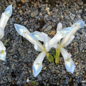 Iris reticulata Frozen Planet - Iris réticulé