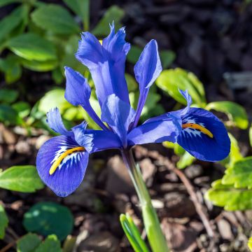 Iris reticulata Harmony - Lirio