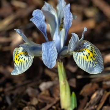 Iris reticulata Katharina Hodgkin - Lirio