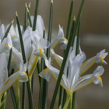 Iris reticulata Natascha - Lirio