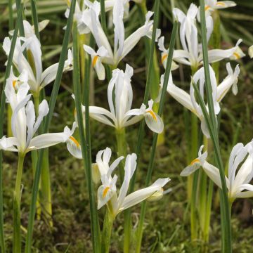 Iris reticulata Natascha - Lirio