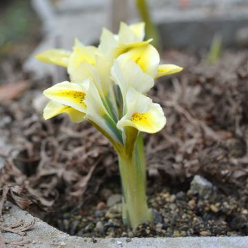 Iris reticulata North Star - Lirio