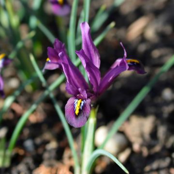 Iris reticulata Rejoice - Lirio