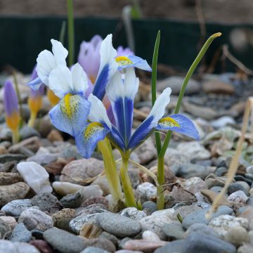 Iris reticulata Sea Breeze - Lirio