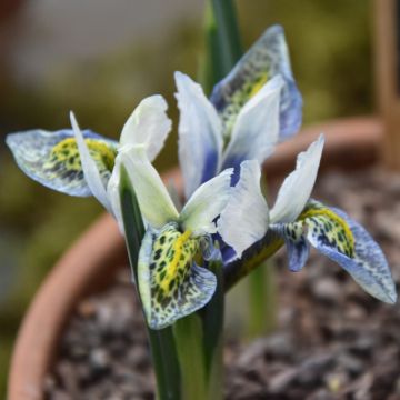 Iris reticulata Splish Splash - Lirio