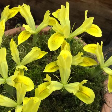 Iris reticulata Sunshine - Lirio